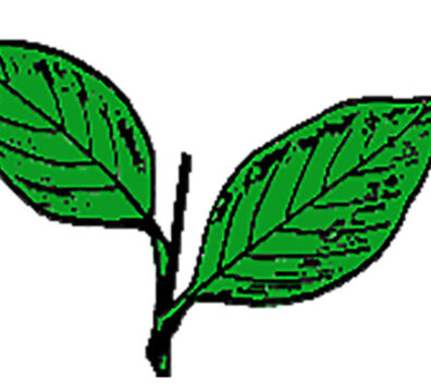 সর্বভারতীয় আন্না দ্রাবিড় মুনেত্র কজগম